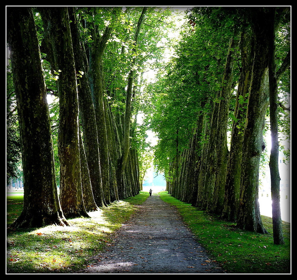 L'ALLEE DES PLATANES '( ESSAI )