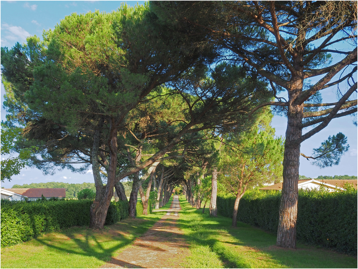 L’allée du Château de Fargues