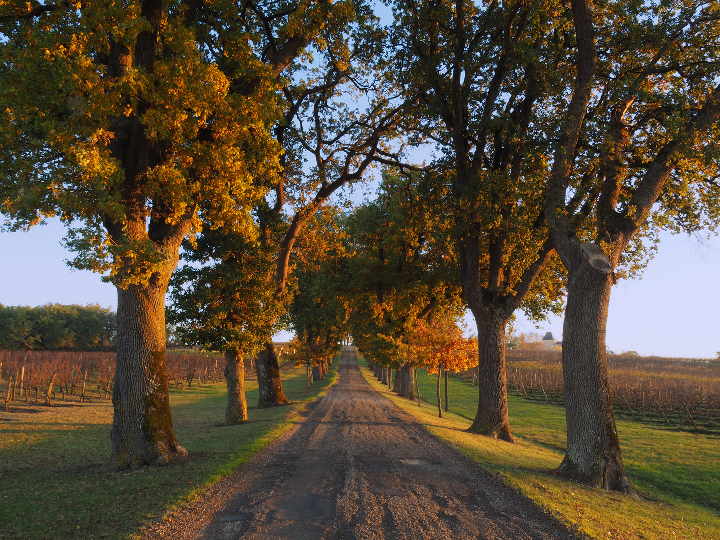 L’allée du Château de Mons (Caussens-Gers) à l’automne