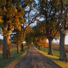 L’allée du Château de Mons (Caussens-Gers) à l’automne