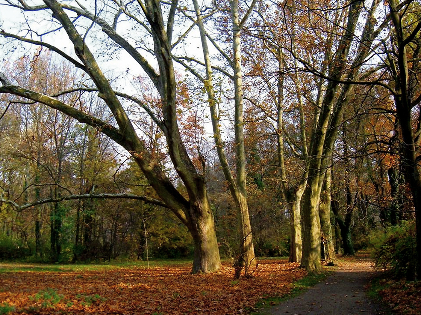 L'allée du parc