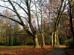 L'allée du parc