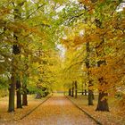 L'allée du parc en automne