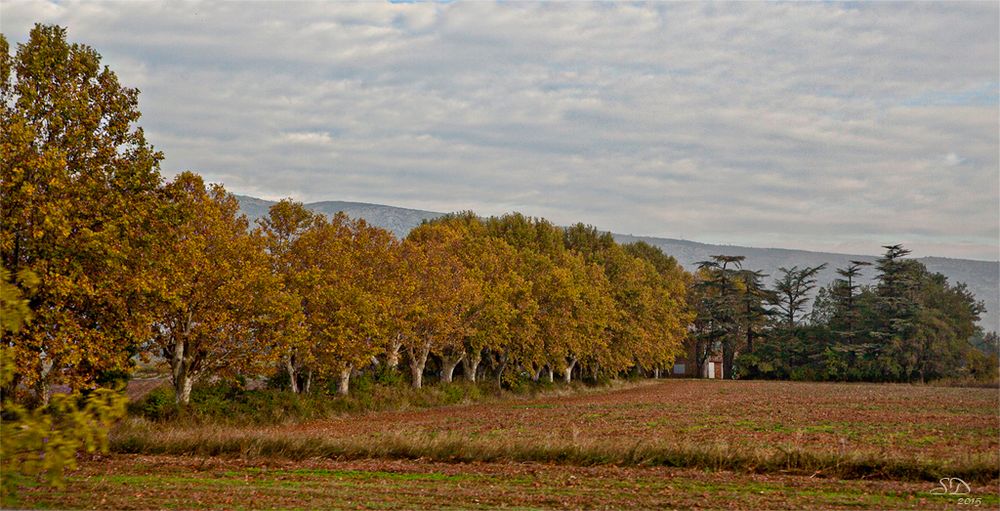 L'allée en automne