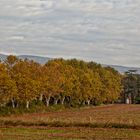 L'allée en automne