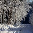 " L'allée enneigée "