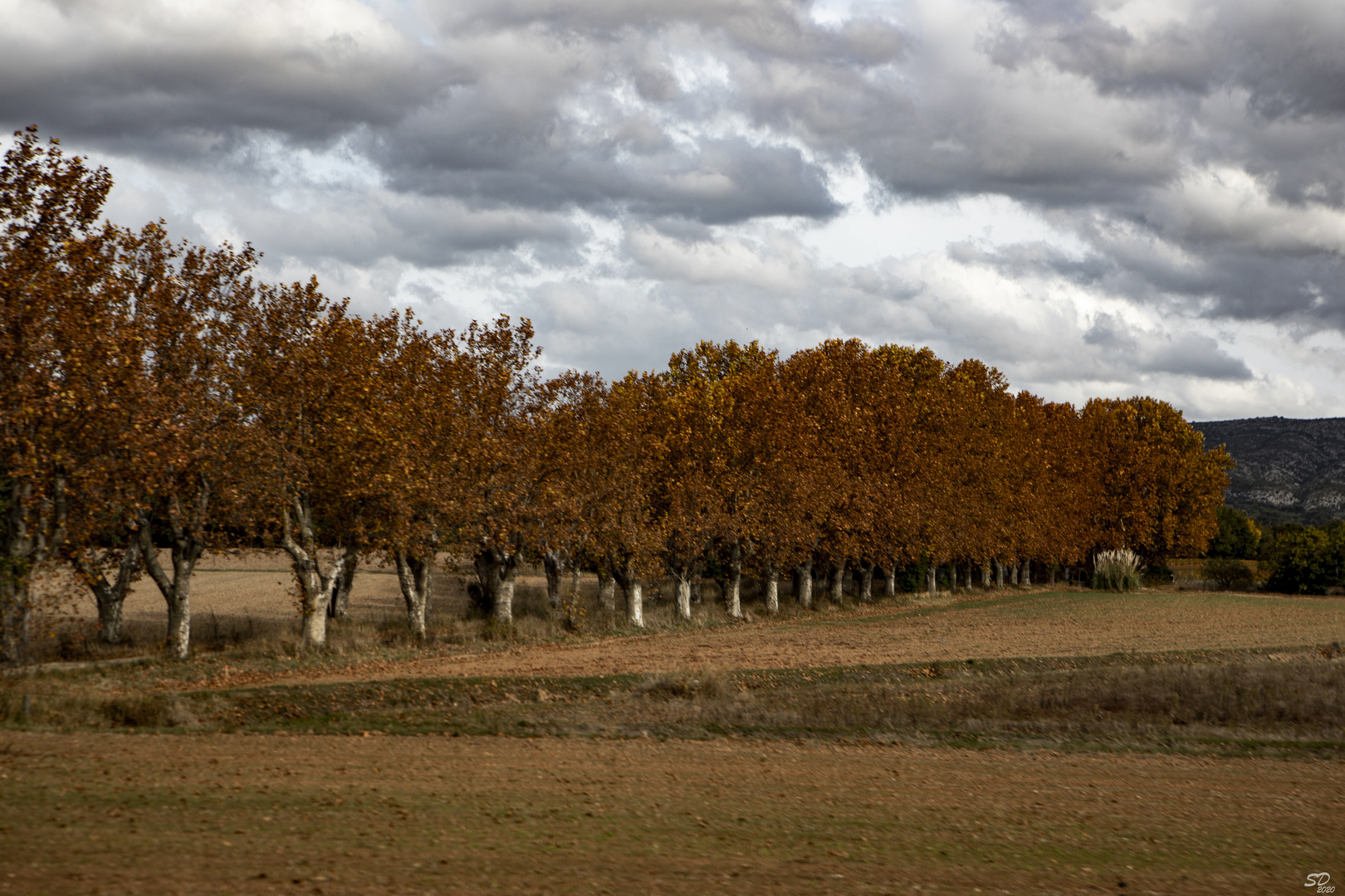 L'allée rousse