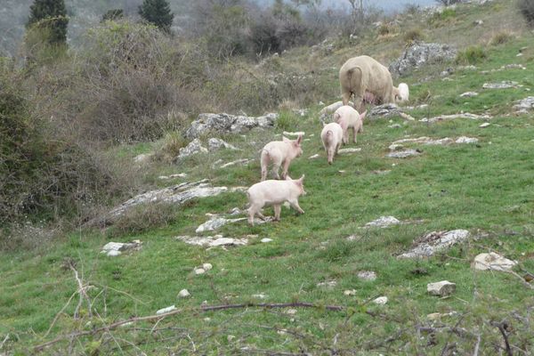 L'allegra comitiva dietro la latteria.