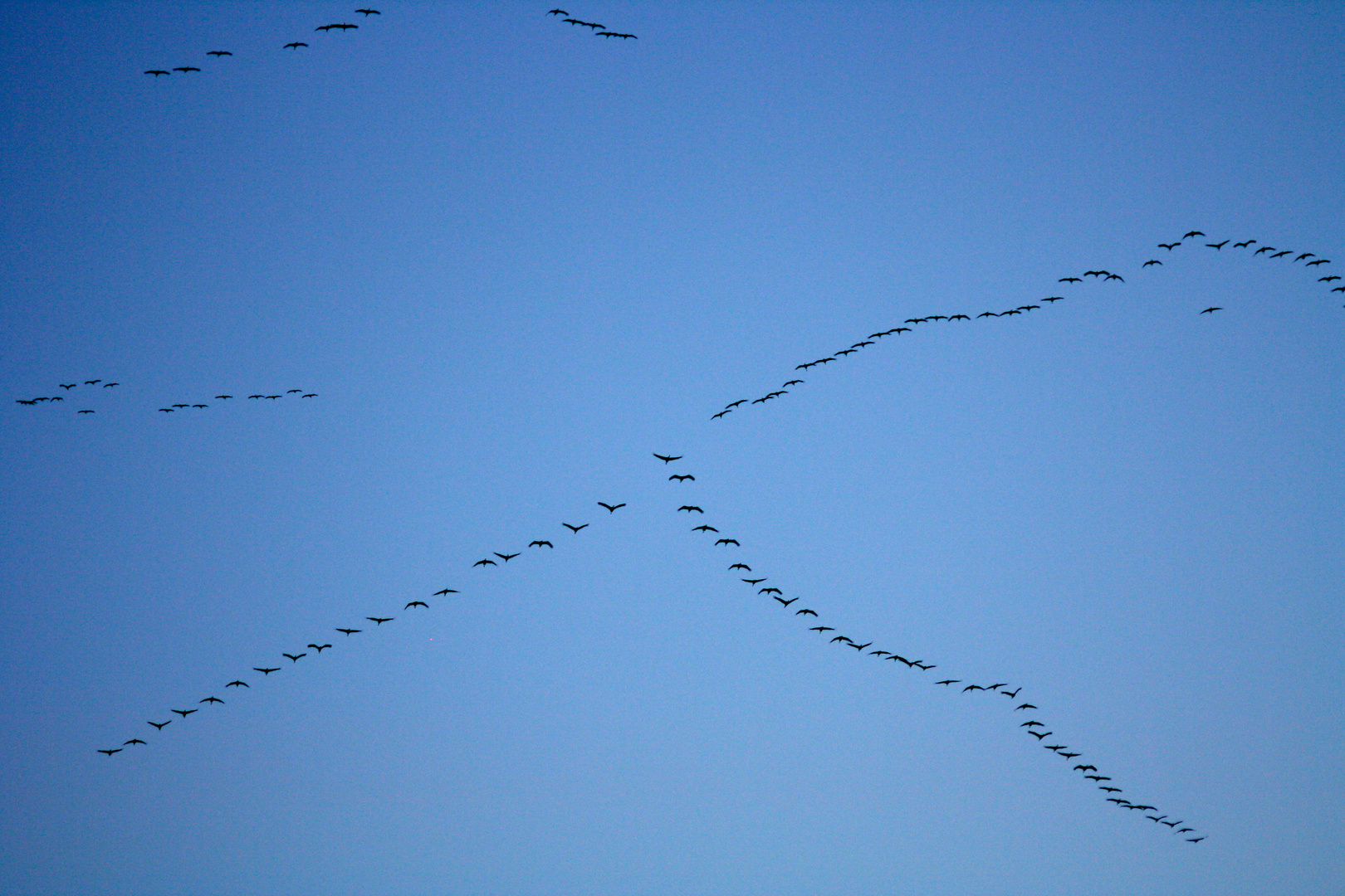 L'alphabet des grues 1