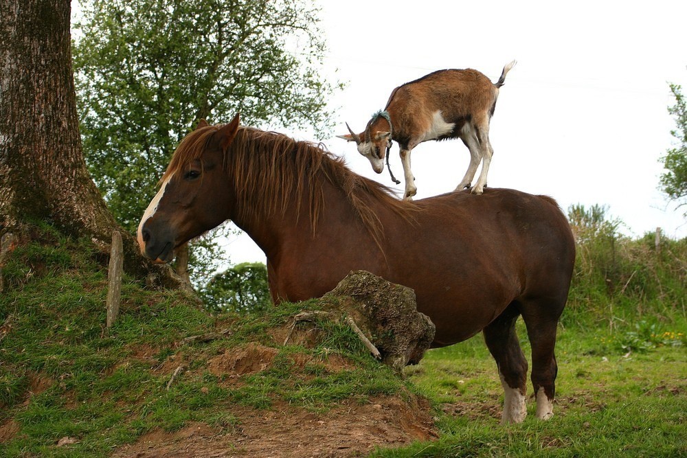 L'alpiniste !!!!...