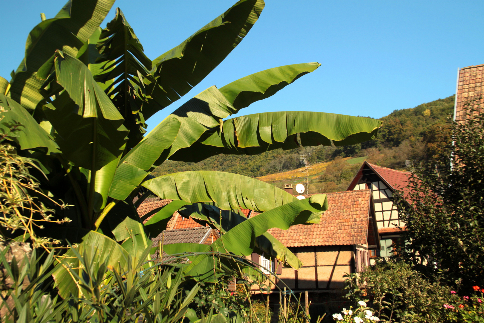 L'Alsace sous les tropiques