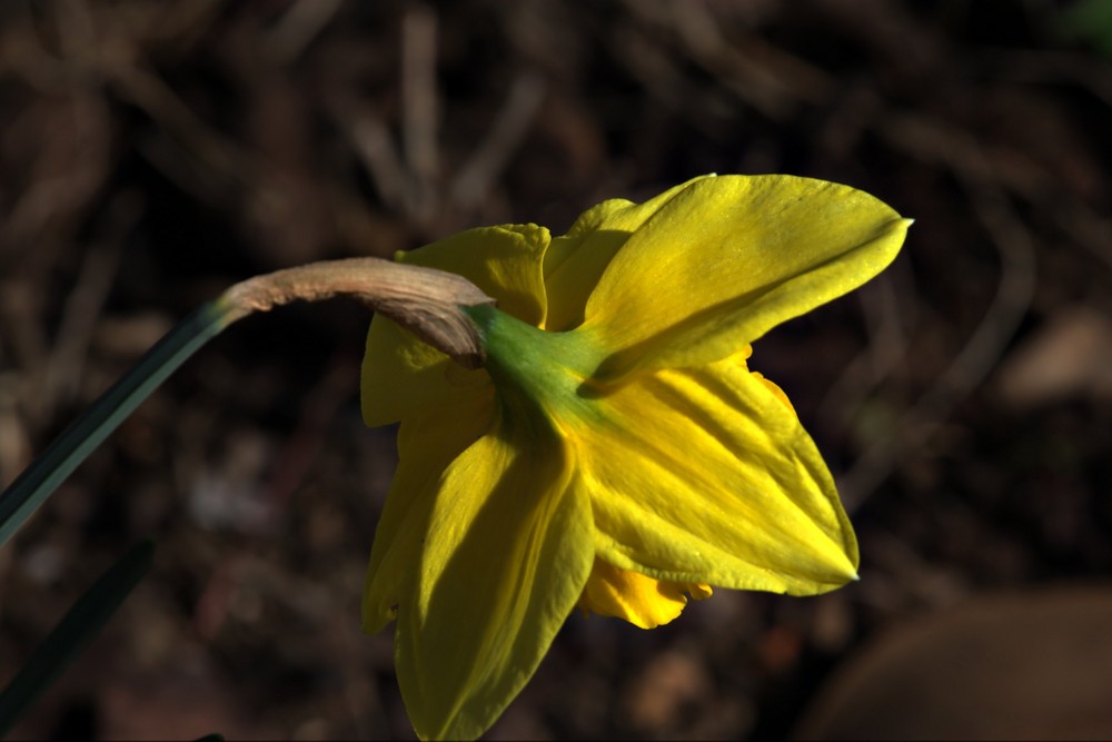 L'altro lato del Narciso