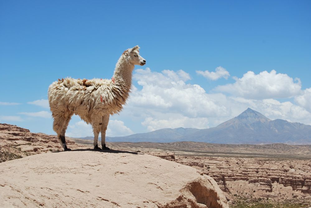Lama Foto & Bild south america, bolivia, world Bilder auf