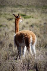 Lama