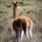 Lama