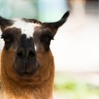 Lama