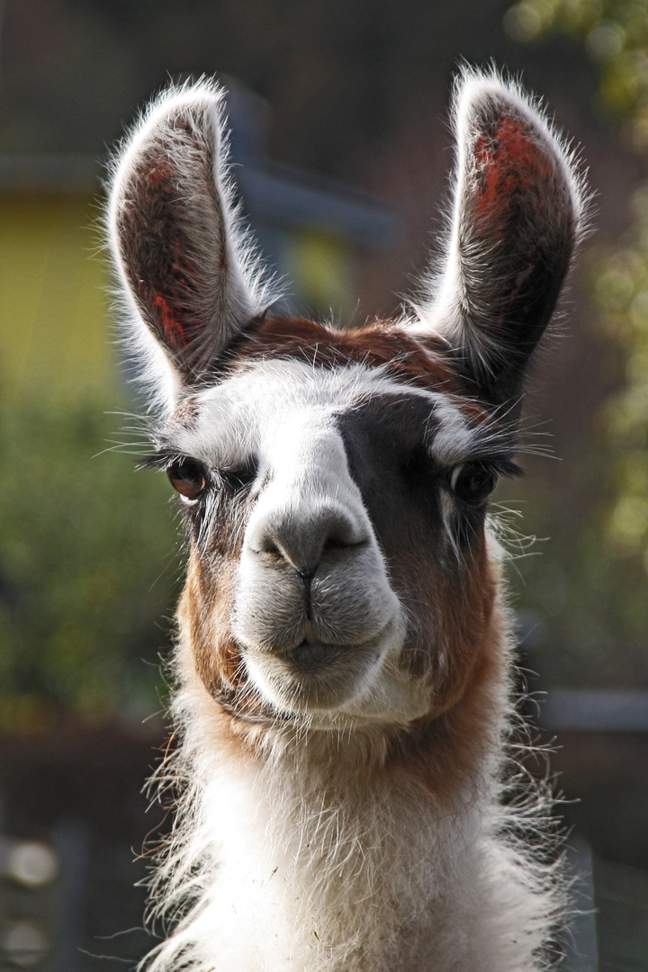 Lama