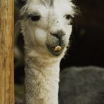 Lama