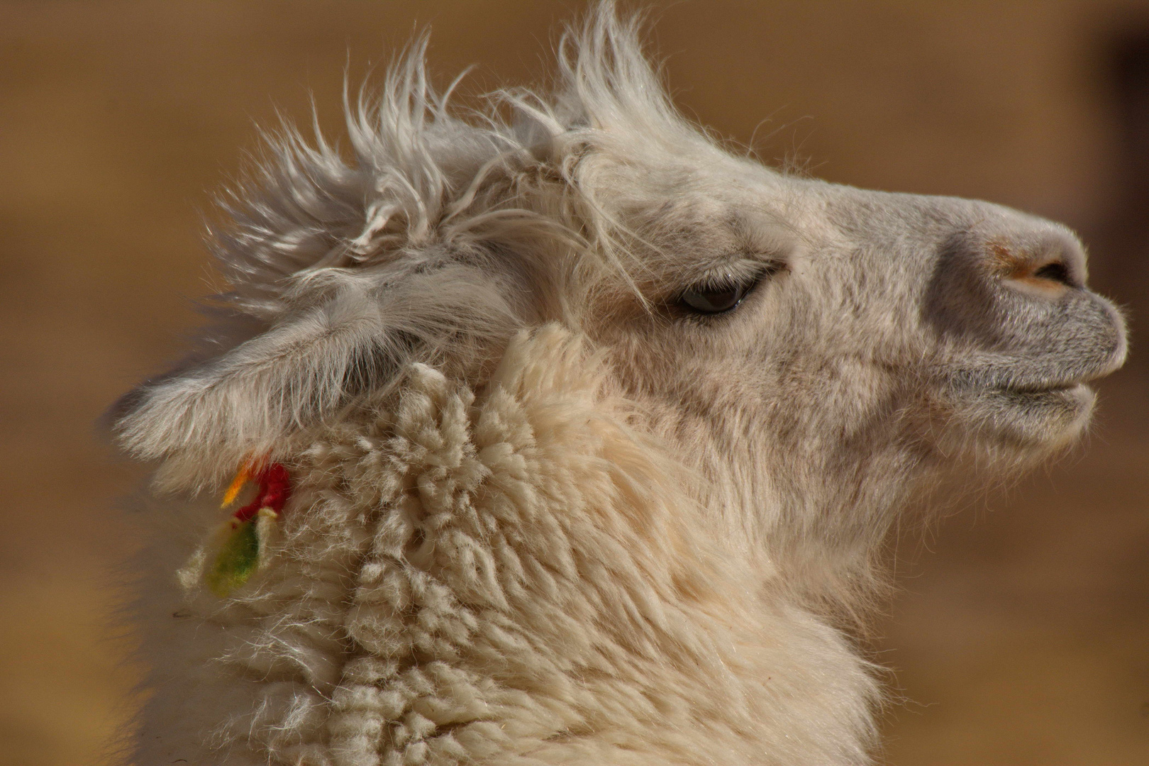 Lama 2 Foto & Bild | tiere, argentinien, natur Bilder auf fotocommunity