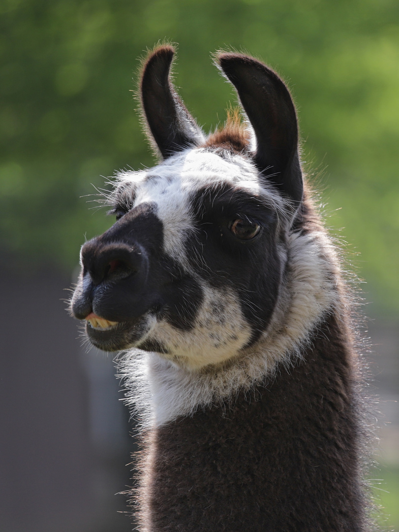 Lama (2018_04_21_EOS 6D Mark II_1301_ji)