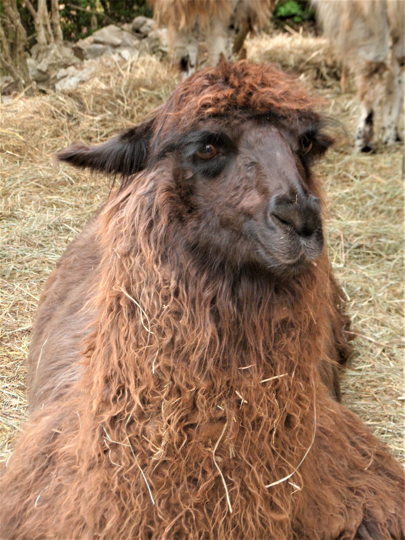 Lama