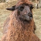 Lama