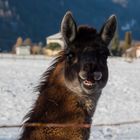 Lama