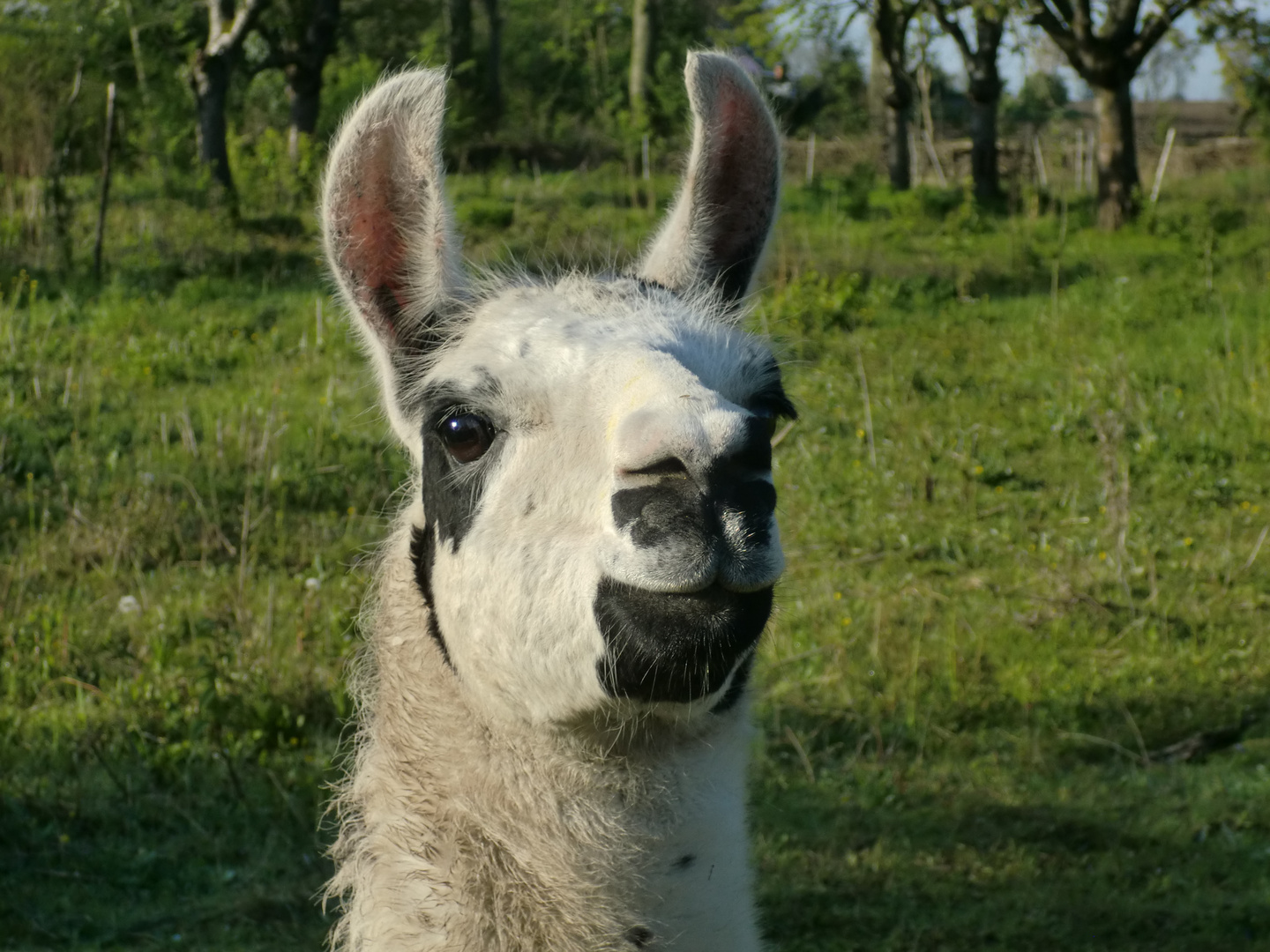 Lama