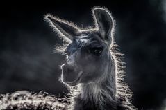 Lama