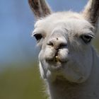 Lama