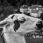 Lama