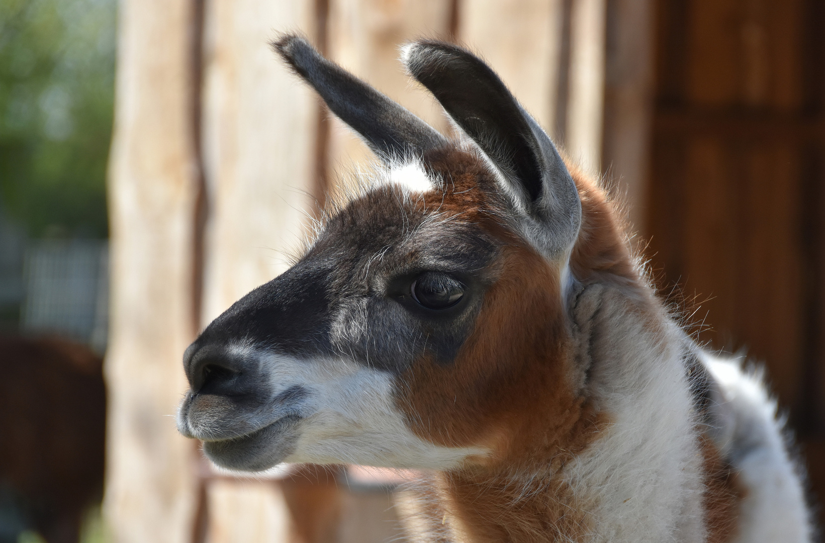 Lama Foto & Bild deutschland, europe, schleswig holstein Bilder auf