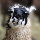 Lama