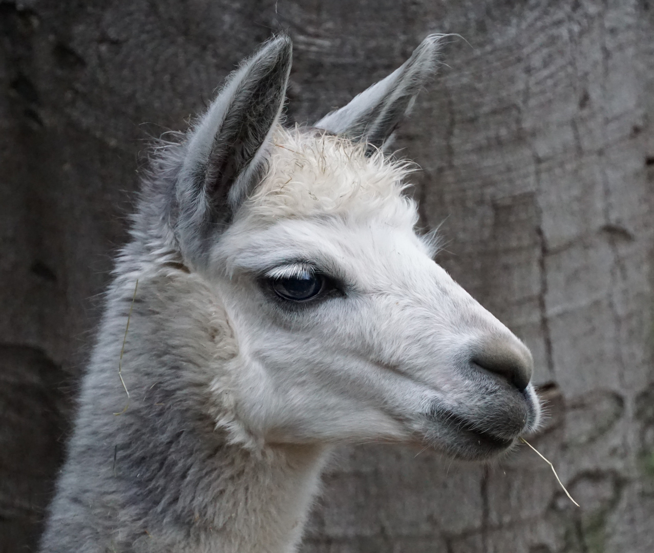 Lama