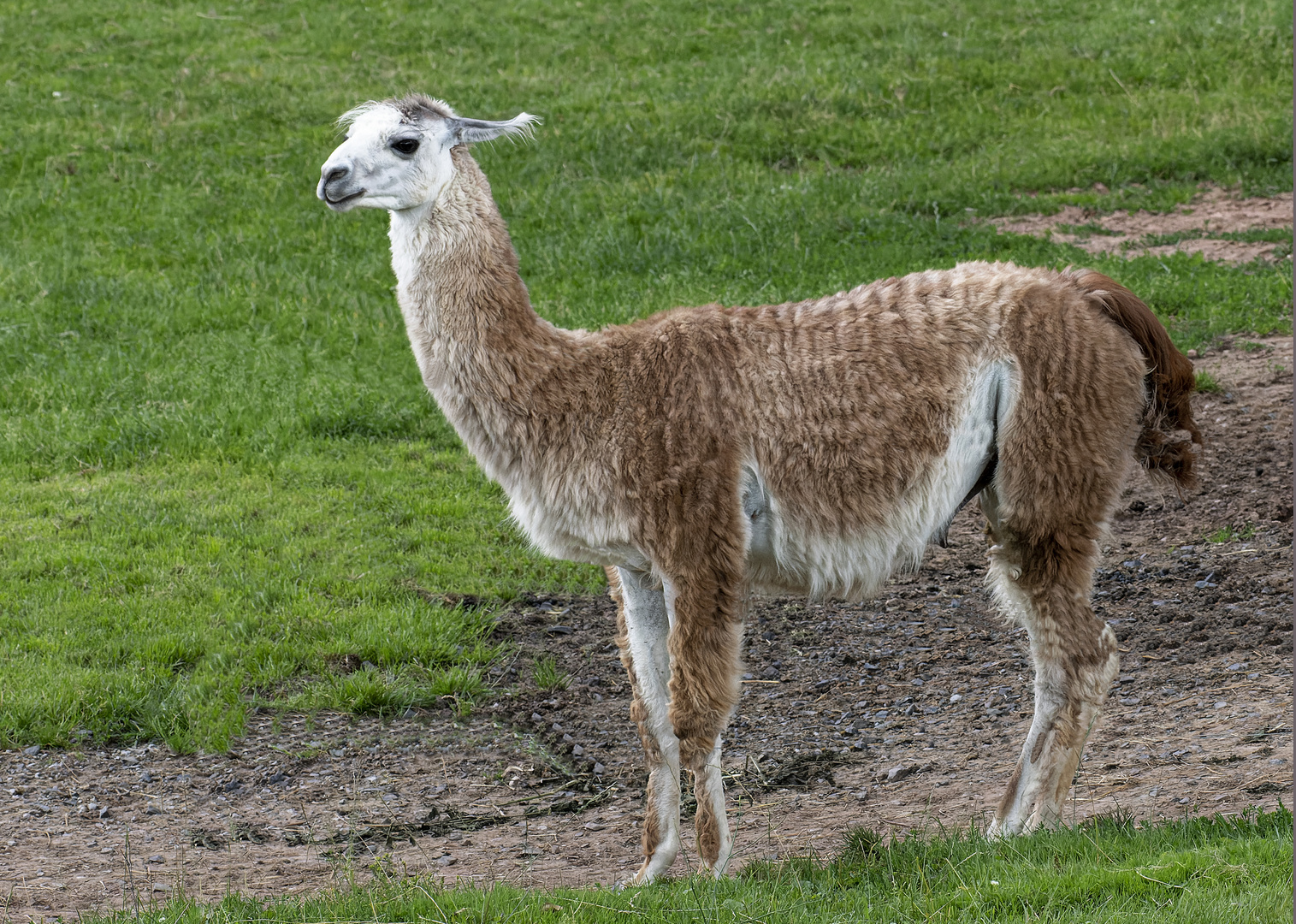 Lama