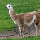 Lama