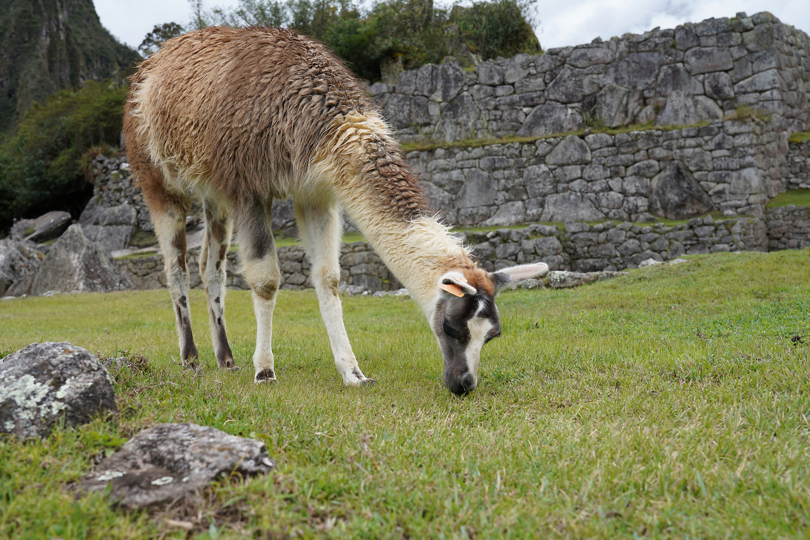 Lama