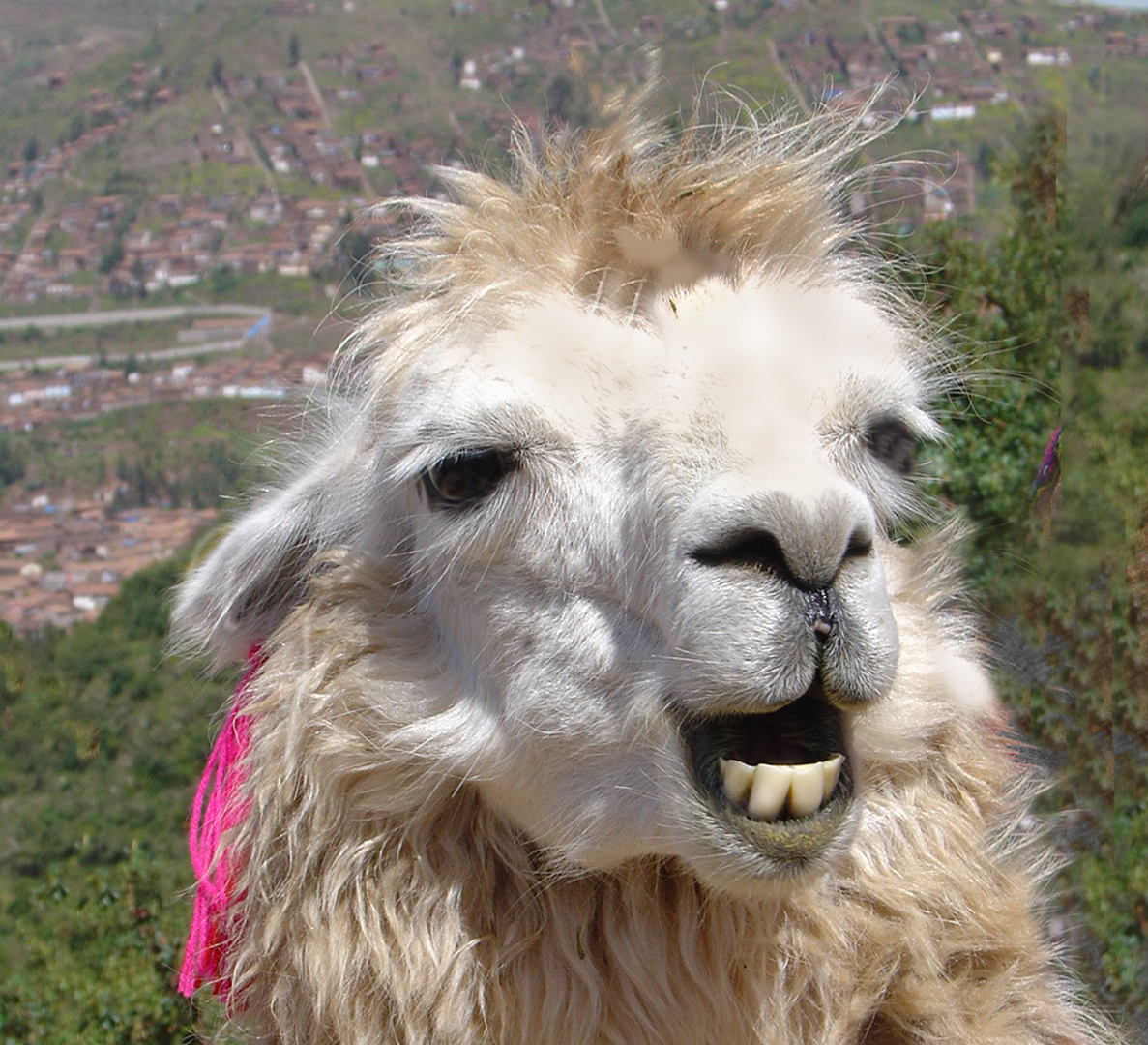 Lama