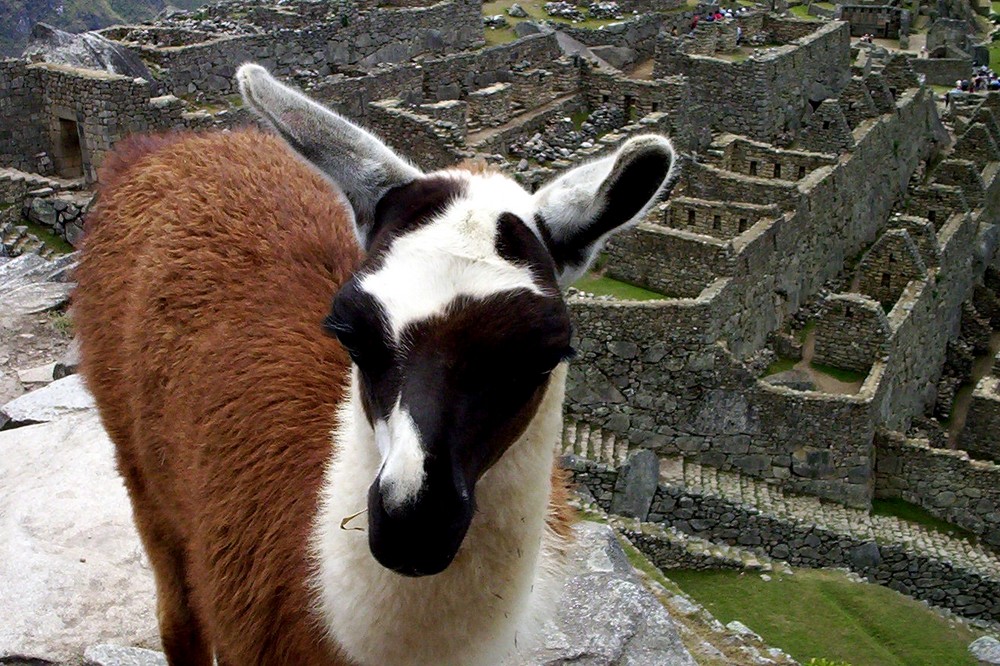 LAMA A MACHU PICCHU