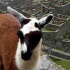 LAMA A MACHU PICCHU