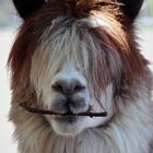 Lama