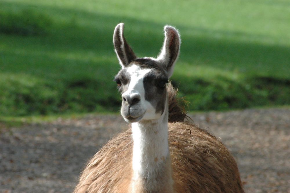 Lama