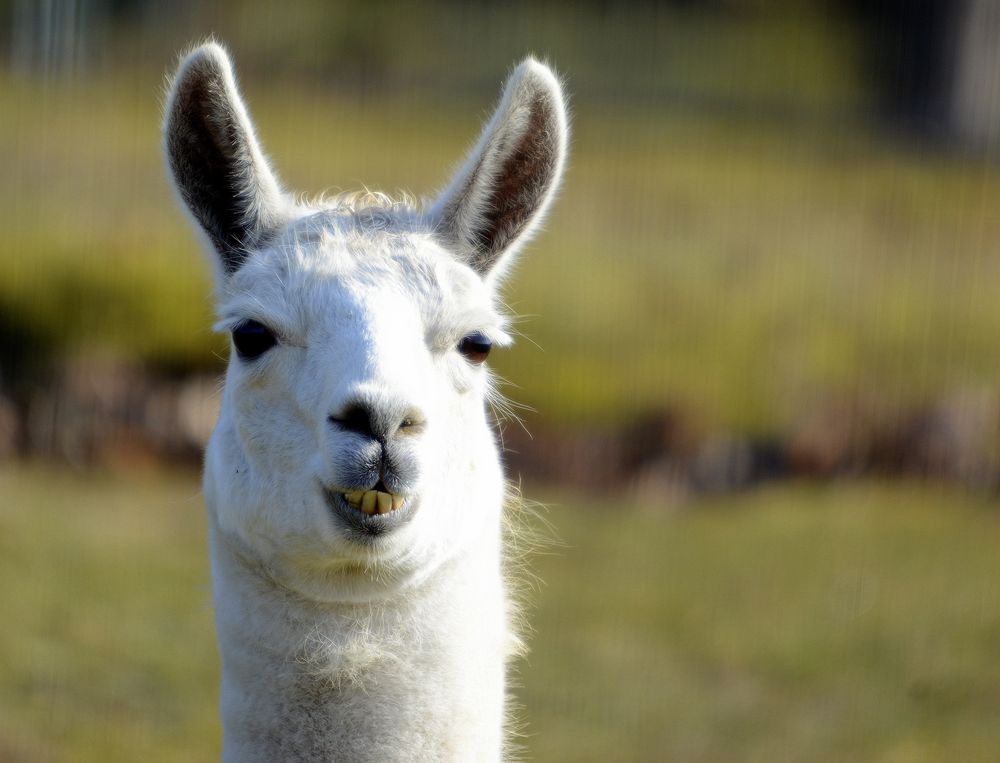 lama