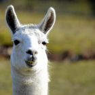 lama