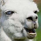 Lama Albino.