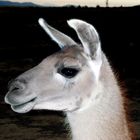 lama, alpaca o vigogna?