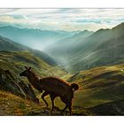 Lama am Col du Tourmalet