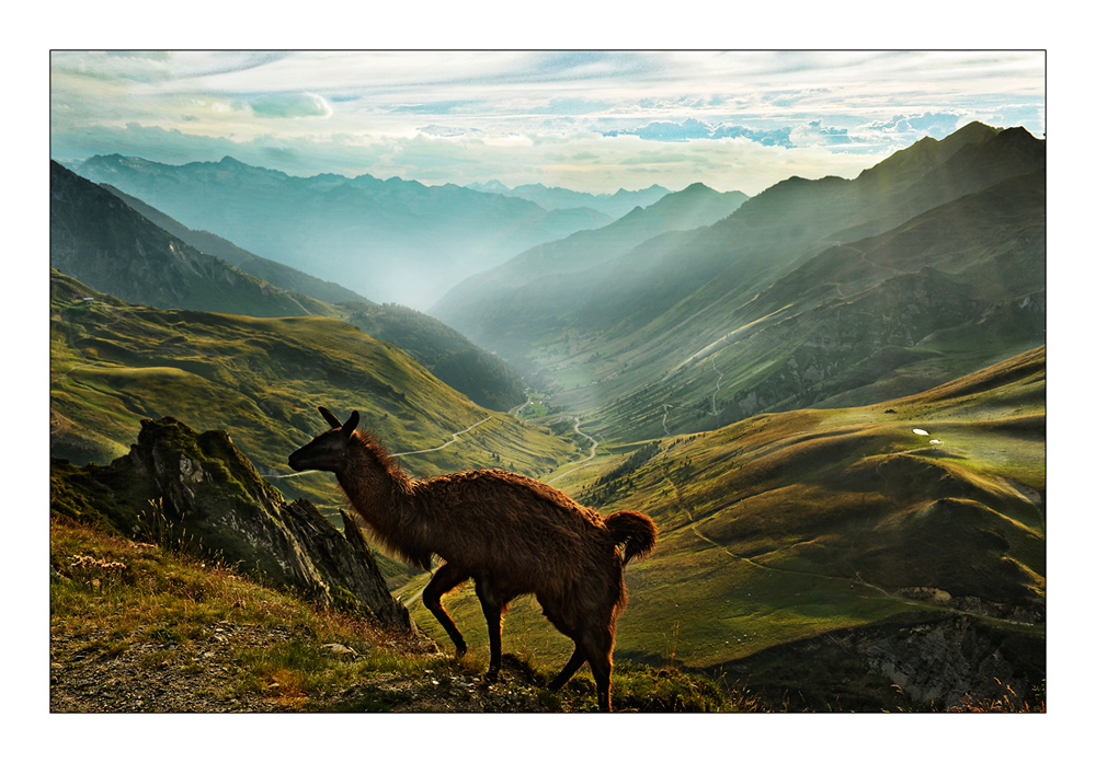 Lama am Col du Tourmalet