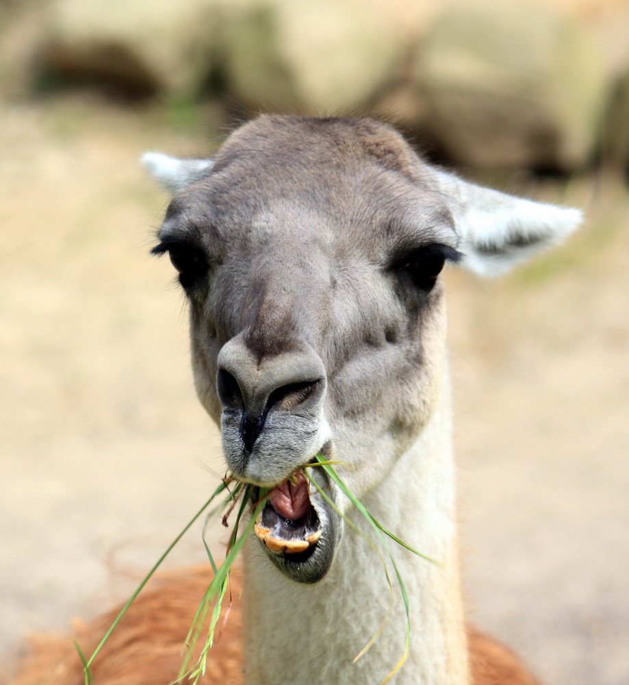 Lama am Mittag Foto & Bild tiere, zoo, wildpark & falknerei, säugetiere Bilder auf