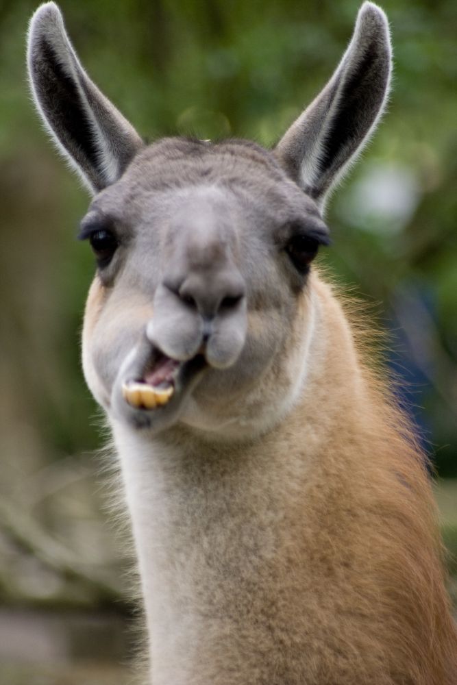 Lama at zoo (Artis)